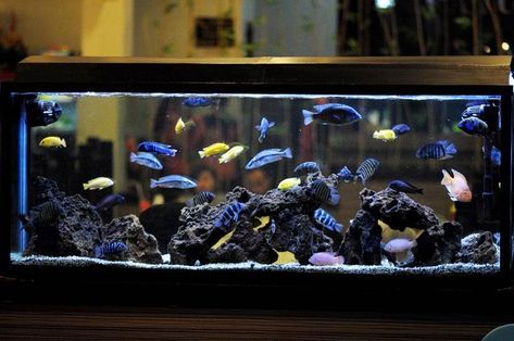 Image African Cichlid Aquarium Ideas, Cichlid Aquarium Ideas, African Cichlid Tank, Cichlid Tank, African Cichlid Aquarium, Cichlid Aquarium, Fish Aquarium Decorations, Fish Tank Themes, Custom Aquarium