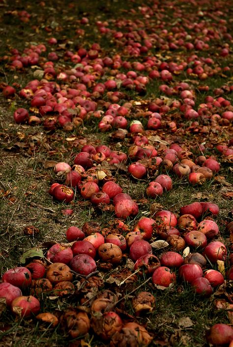 fallen apples Rotten Apple Aesthetic, Rotten Aesthetic, Rotting Apple, Paradise Rot, Rotting Aesthetic, Village Photoshoot, Blueberry Patch, Compost Heap, Rotten Apple