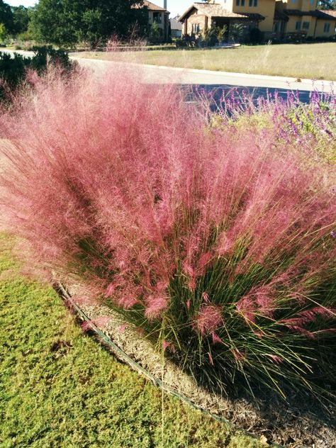 Gulf Muhly, Timothy Green, Texas Landscaping, Xeriscape Landscaping, Texas Plants, Texas Native Plants, Low Water Plants, Drought Resistant Plants, Deer Resistant Plants