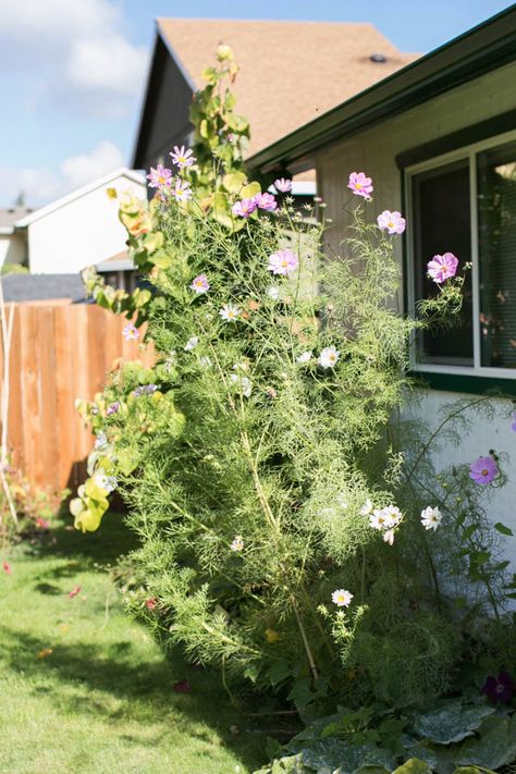 How Long Do Cosmos Bloom? (Cosmos Guide To Flowering) - Green Garden Cottage Cosmos In Garden, Cosmos In Pots, Cosmo Garden, Cosmos Flowers Garden, Cosmos Garden, Cosmos Plant, Easiest Flowers To Grow, Chocolate Cosmos, Grow Flowers