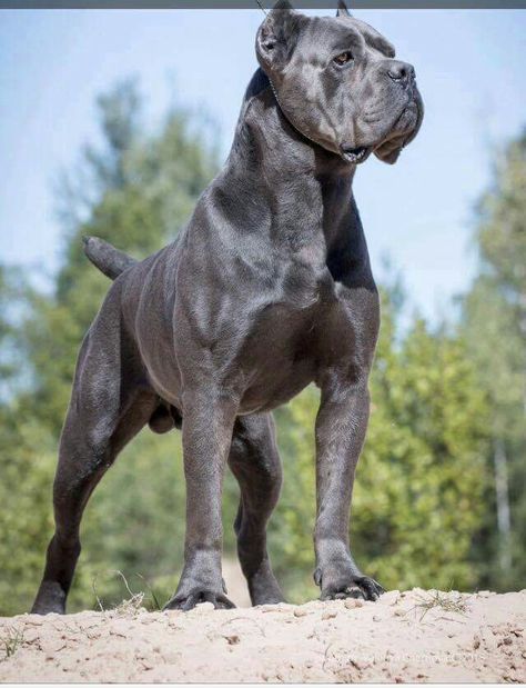 From " Cane Corso Bodyguard " Chien Cane Corso, Cane Corso Italian Mastiff, Pet Anime, Guard Dog Breeds, Cane Corsos, Italian Mastiff, Mastiff Breeds, Dog Spaces, Cane Corso Dog