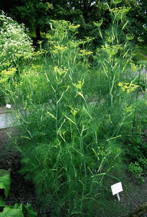 Growing Fennel, Fennel Herb, Garden Veggies, Veg Garden, Growing Herbs, Veggie Garden, Planting Herbs, Edible Garden, Medicinal Plants