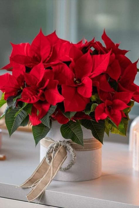 Winter Flowering Plants, Poinsettia Care, Orchid Plant Care, Snowflake Template, Christmas Bouquet, Tis The Season To Be Jolly, Poinsettia Flower, Christmas Poinsettia, Christmas Arrangements