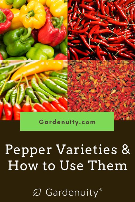 Hot Pepper Varieties, Pickle Banana Peppers Recipe, Shishito Pepper Recipe, Grapefruit Margarita Recipe, Pepper Varieties, Recipes With Banana Peppers, Grow Peppers, Poblano Peppers Recipes, Fresno Peppers