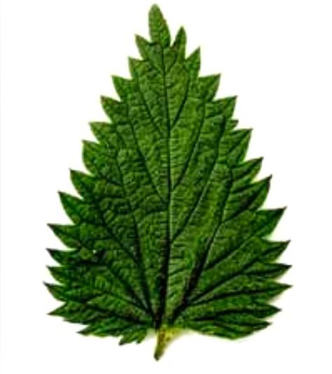 Nettle Leaf. Her personality seems a bit off-putting and yes prickly at first, but she is truly nurturing and supportive. Nettle leaf is among the most valuable herbal remedies.  Because of its many nutrients, it is traditionally used as a spring tonic. The first thing I noticed at the herbalist's meditation circle this week was how different I felt sitting in her studio in front of a big bowl of freshly cut nettle. It felt like my energy field expanded all the way out to the edges of the room! Meditation Circle, Cosmetic Formulation, Nettle Leaf, Flower Remedies, 5 Month Old, Edible Wild Plants, Flower Remedy, Cold Blooded, Green Drinks