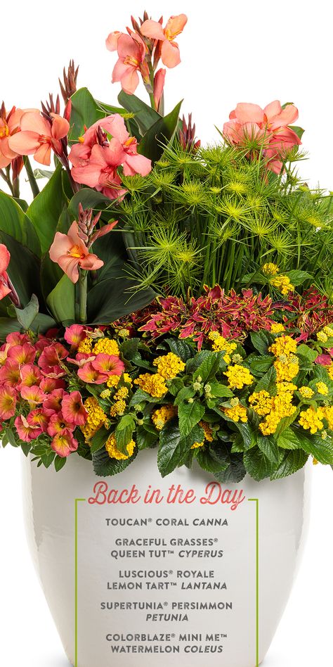 A container recipe that will bring you right back to the tropics! 'Back in the Day' combines varying textures and bright colors to create a combo planting to delight all summer long. Toucan Coral canna's coral flowers rise above the rest, sharing the role of thriller with Graceful Grasses Queen Tut papyrus' fun tufts of foliage. Luscious Royale Lemon Tart lantana adds a splash of yellow while Supertunia Persimmon petunia and Colorblaze MiniMe Watermelon round out the combo with shades of coral. Summer Containers, Summer Planters, Lantana Camara, Summer Planter, Flower Containers, Canna Lily, Fall Containers, Planting Ideas, Arrangement Floral