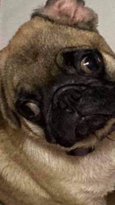 Cross Eyed, Pug, Dogs, Quick Saves