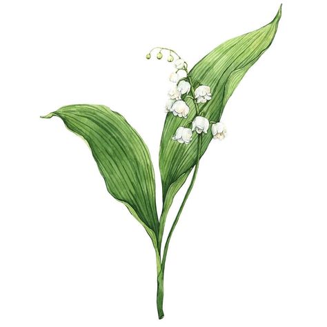 May Birth Flower, Paintings Of Flowers, May Birth Flowers, Illustration Studio, Lily Of The Valley Flowers, Book Illustration Art, Botanical Illustrations, Botanical Poster, Month Flowers