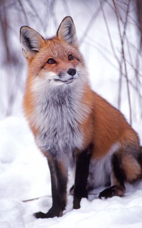 Fuchs Baby, Regard Animal, Fox Images, Fox Pictures, Foxes Photography, Wild Animals Pictures, Pet Fox, Pretty Animals, Majestic Animals