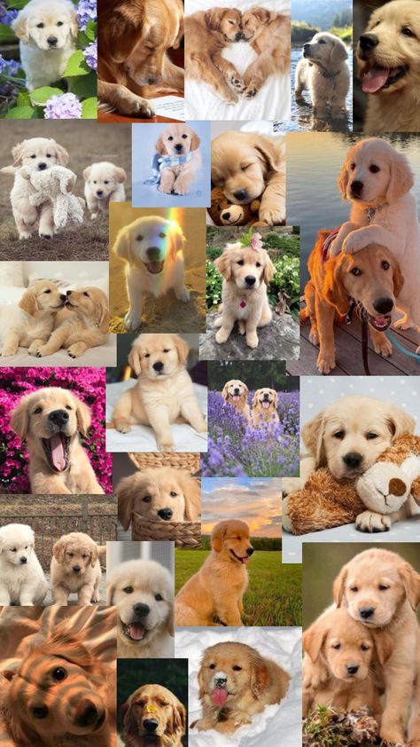 Golden retriever #puppy #dog #wallpaper #goldenretriever Golden Retriever Wallpaper, Cute Puppy Wallpaper, Best Friend Drawings, Very Cute Puppies, Puppy Wallpaper, Very Cute Dogs, Drawings Of Friends, Dog Wallpaper, Golden Retriever Puppy