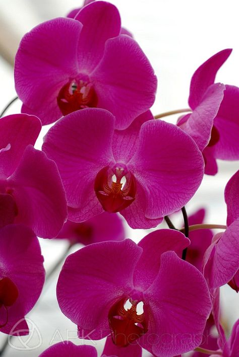 fuschia Phaelenopsis Orchid Photo, Pink Photography, Unique Flower Arrangements, Radiant Orchid, Orchid Flowers, Pink Orchids, Phalaenopsis Orchid, Unique Flowers, Orchid Flower