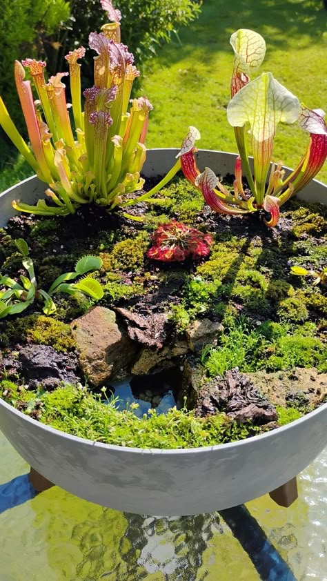 Bog Garden Ideas Carnivorous Plants, Carnivorous Garden, Carnivorous Plants Terrarium, Plants Terrarium, Bog Garden, Garden Pond Design, Live Aquarium Plants, Fly Trap, Venus Fly Trap