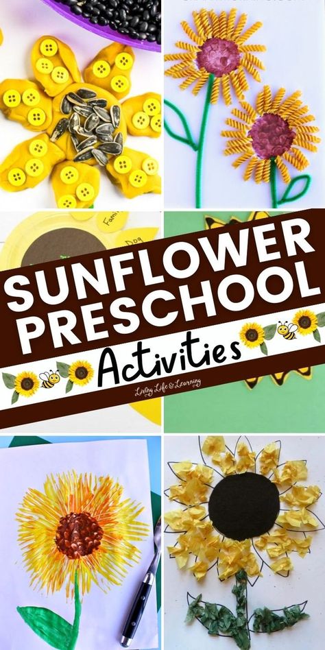 Sunflower Preschool Activities Prek Sunflower Activity, Pre K Sunflower Craft, Sun Flower Activities For Preschool, Sunflower Art For Kindergarten, Sunflower Projects For Preschool, Sunflower Art Kindergarten, Fall Preschool Activities Science, Sunflower Stem Activities, Preschool Sunflower Theme