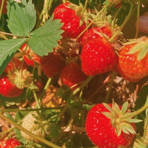 Strawberry Fields, Images Esthétiques, Croquettes, Red Aesthetic, Nature Aesthetic, Strawberry Shortcake, Aesthetic Photo, Summer Aesthetic, Pretty Pictures