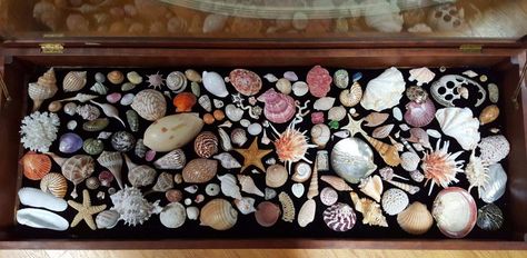 Shell Display Ideas, Sea Shell Display Ideas, Sea Shell Display, Display Seashells, Rock Collection Display, Display Collections, Shell Storage, Shell Creations, Seashell Display