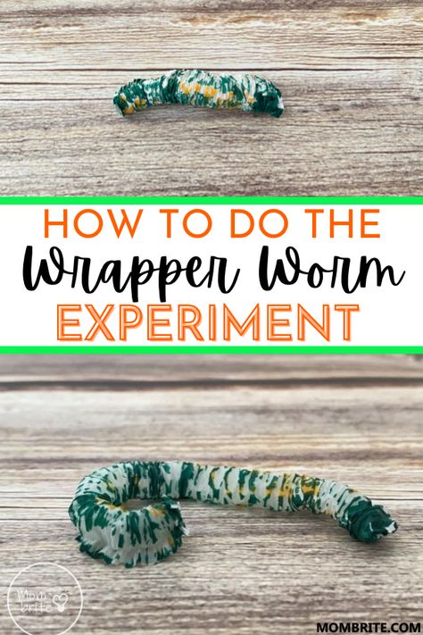 Straw Science Experiments, Insect Science Experiments Preschool, Caterpillar Experiment, Worms Preschool, Worm Science, April Lesson Plans, Worm Crafts, Spring Stem, Toddler Science Experiments