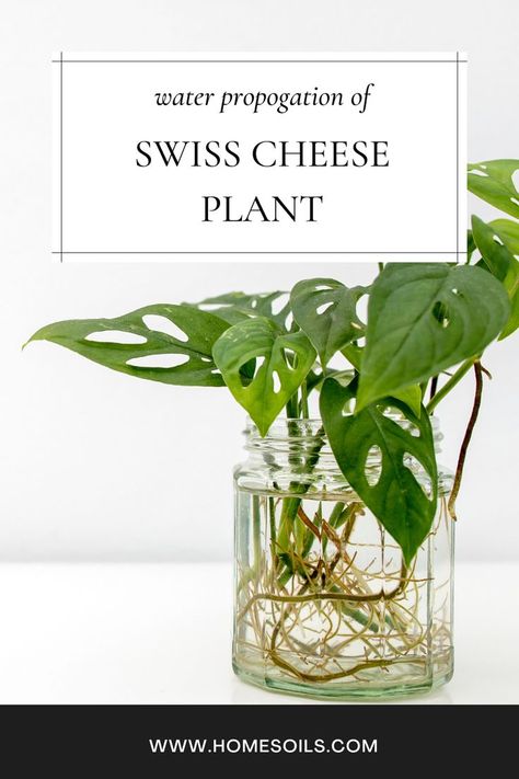 Guide to Grow Swiss Cheese Plant in Water Monstera Deliciosa Care, Plant In Water, Plants Grown In Water, Swiss Cheese Plant, Cheese Plant, Monstera Plant, Monstera Deliciosa, Plant Cuttings, Propagating Plants