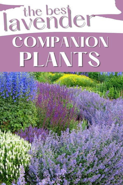 Top says "the best lavender companion plants: and bottom has a pic of lavender. Planting Lavendar, French Lavender Plant, Lavender Companion Plants, Lavender Planters, Lavender Plant Care, Rosemary Garden, Munstead Lavender, Lavender Hedge, Spanish Lavender