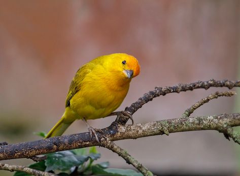 saffron finch | Puembo Birding Garden, Ecuador | hawk person | Flickr Finch Flying, Saffron Finch, October 2022, Bird Photography, Front View, Ecuador, Birds, Photography, Animals