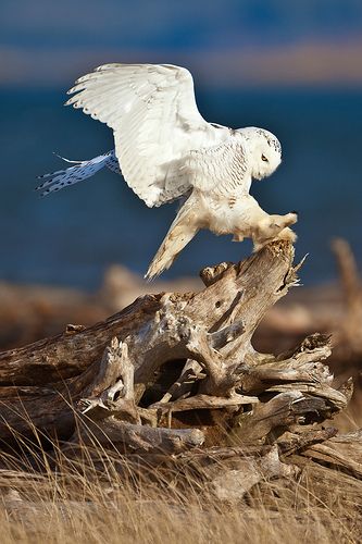 Owl Hunting, Awesome Owls, Snow Owl, Owl Photos, Owl Party, Charcoal Drawings, Owl Pictures, Beautiful Owl, White Owl