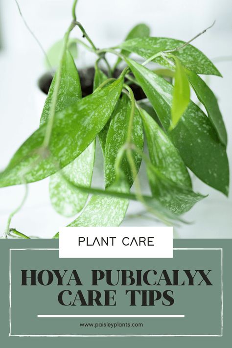 Hoyas are a great way to enhance the look of any home or office with their hearty, waxy leaves and unique vines. Find all the care tips and tricks you need to care for the Hoya Pubicalyx! Hoya Pubicalyx Splash Care, Hoya Care, Hoya Plant, Indoor Plant Care, Bathroom Plants, Bedroom Plants, Growth Tips, Office Plants, House Plant Care