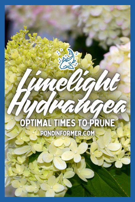 Ensure your Limelight hydrangeas flourish by pruning them at the optimal times! The best time to prune is in late winter to early spring, before new growth begins, to encourage healthy blooms and robust growth.  #LimelightHydrangeaPruning #GardeningTips #Pruning #GardenMaintenance #Gardening #FloralCareGuide #PlantCareGuide #OptimalPruning #LandscapingIdeas #LimelightHydrangea #Flower #PondInformer Limelight Hydrangea Landscaping Design, When To Prune Limelight Hydrangeas, How To Prune Limelight Hydrangea, Pruning Limelight Hydrangeas, How To Prune Hydrangeas, How To Prune Hydrangeas In The Fall, Limelight Hydrangea Tree, Prune Hydrangeas, When To Prune Hydrangeas