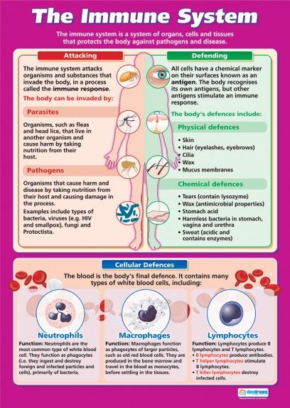 The Immune System | Science Educational School Posters A Level Biology, Biology Classroom, Gcse Science, Biomedical Science, Nursing School Notes, Human Anatomy And Physiology, The Immune System, Nursing Notes, Nursing Education