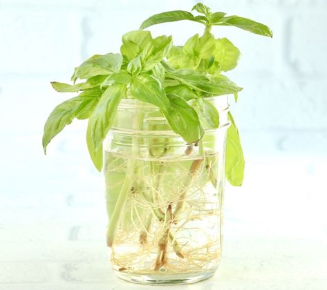 How to Grow Basil From Cuttings! - The Frugal Girls Propagate Basil, Basil Garden, Green Onions Growing, Grow Basil, Growing Sage, Mason Jar Herbs, Mason Jar Herb Garden, Gardening Tips For Beginners, Growing Rosemary