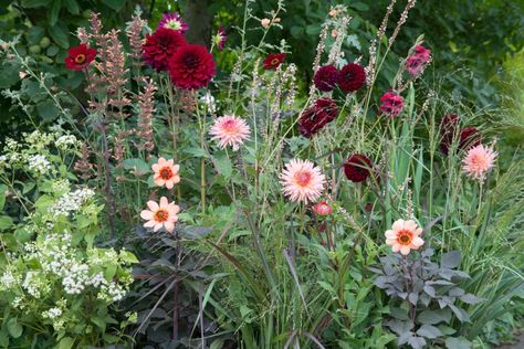 How To Grow Dahlias, Grow Dahlias, Summer Display, Dahlia Garden, Late Summer Flowers, Dahlia Tubers, Dahlias Garden, Growing Dahlias, Most Beautiful Gardens