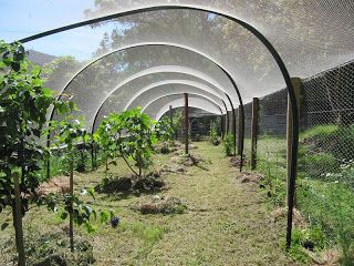 Badger Farm: bird netting for fruit trees Orchard Netting Ideas, Fruit Tree Cage, Fruit Tree Netting Ideas, Fruit Tree Protection, Orchard Netting, Garden Enclosures, Blueberry Garden, Tree Netting, Fruit Cages