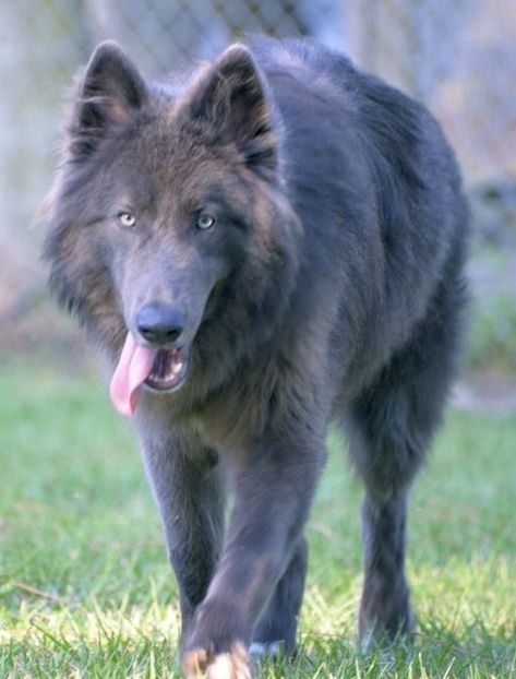 Dog That Looks Like A Wolf, Blue Ray Shepard Dog, Blue Wolf Dog, Blue German Shepherd Puppies, Blue Shepherd, Blue Bay Shepherd, All Black Dog, Blue German Shepherd, Chubby Puppies