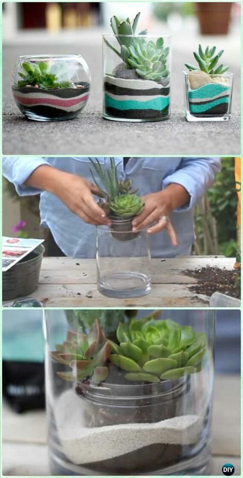 Succulents In Glass, Plants In Pots, Diy Succulent Terrarium, Cactus Terrarium, نباتات منزلية, Succulent Garden Diy, Types Of Succulents, Succulent Gardening, Garden Terrarium