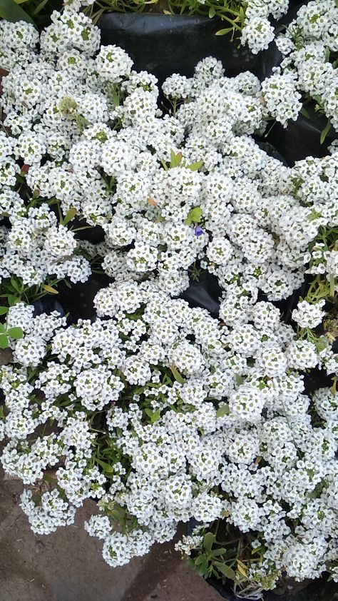 Sweet Alyssum (Bridal wreath) Alyssum Flowers, Sweet Alyssum, Flower Garden Plans, Cardinal Flower, Bridal Wreath, Garden Border, Garden Plans, Plant Ideas, Nothing But Flowers