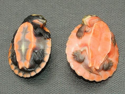 Pink belly side necked turtle hatchlings <3 PRECIOUS!!! Pink Belly Side Neck Turtle, Pink Bellied Sideneck Turtle, Snake Neck Turtle, Pictures Of Turtles, Turtles For Sale, Turtle Photography, Turtle Shells, Freshwater Turtles, Kawaii Turtle