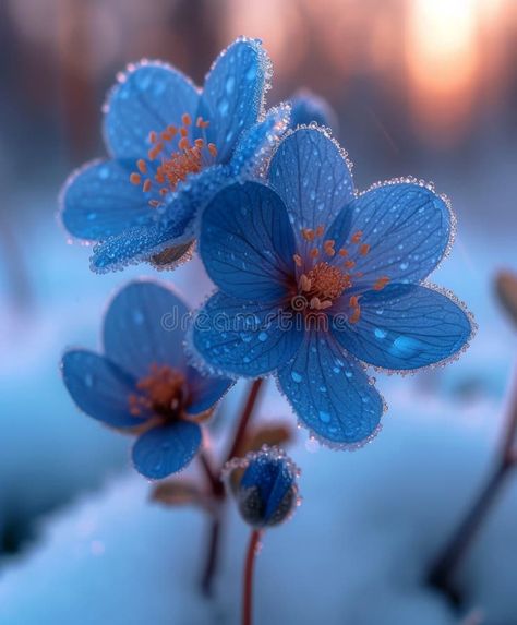 Three blue flowers in the snow royalty free stock photo Flowers In The Snow, Winter Flowers, Wild Nature, Pin Image, The Snow, Spring Time, Blue Flowers, Wild Flowers, Beautiful Colors