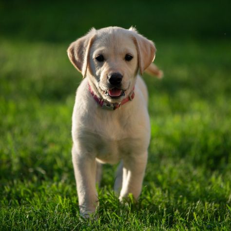 Cocker Spaniel Lab Mix or The Spanador | Labrottie.com Labrador Puppy Training, Top 10 Dog Breeds, Best Guard Dogs, Labrador Mix, Golden Retriever Mix, Dog Potty Training, Dog Potty, Popular Dog Breeds, Most Popular Dog Breeds