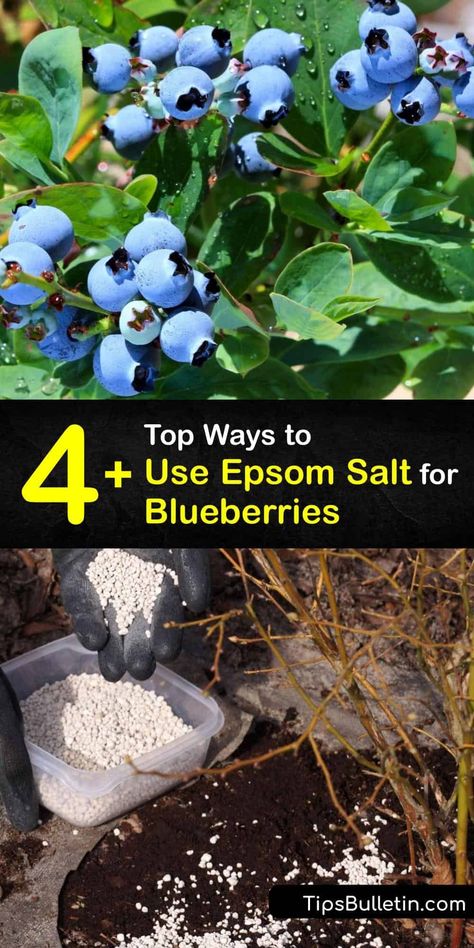 Legacy Blueberry Bush, Types Of Blueberry Bushes, Acidic Soil Plants, How To Prune Blueberry Bushes, Blueberries Plant, Blueberry Fertilizer, Blueberry Food, Grow Blueberries, Blueberry Gardening