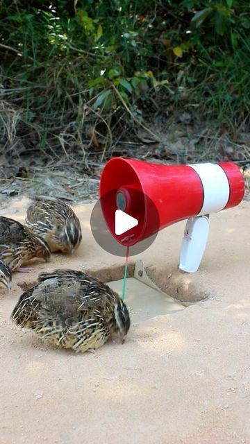 DIY Easy Birds Trap 🕳 on Instagram: "New Create Unique Bird Trap #Quail Trap #shorts" Bird Trap, Easy Bird, Diy Birds, January 25, Diy Easy, Easy Diy, Birds, On Instagram, Instagram