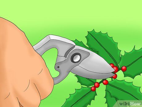 Image titled Prune Holly Shrubs Step 6 Holly Shrub, Holly Plant, Holly Bush, Low Maintenance Shrubs, Garden Remedies, Holly Tree, Tree Pruning, Garden Maintenance, 12 Steps