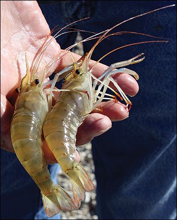 Shrimp Pond, Shrimp Farming, Aquaponics Fish, Aquaponics Diy, Integrated Pest Management, Aquaponic Gardening, Backyard Gardening, Pest Management, Aquaponics System