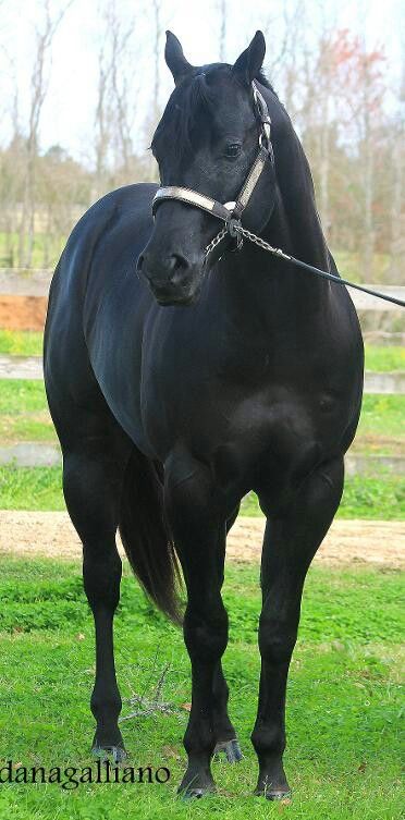 Aqha horses stallions. This to me--is what a halter horse 'should' look like. Not overweight over muscled post legged things that are being passed off as ideal. Black American Quarter Horse, Black Quarter Horse Mare, Black Quarter Horse, Horses Stallions, Quarter Horse Mare, Halter Horse, Aqha Stallion, Quarter Horse Stallion, Aqha Horses