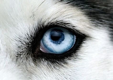 Siberian husky ice blue eye Husky Eyes, Lup Singuratic, Regard Animal, Pop Art Makeup, Wolf Eyes, Animal Eyes, Eye Close Up, Behind Blue Eyes, Close Up Photo