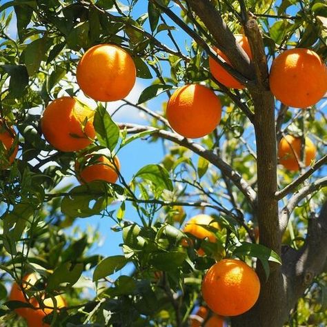 Navel Oranges, Mediterranean Plants, Diy Shampoo, Orange Citrus, Sweet Orange Essential Oil, Citrus Trees, Green Clay, Plant Spacing, Tree Seeds