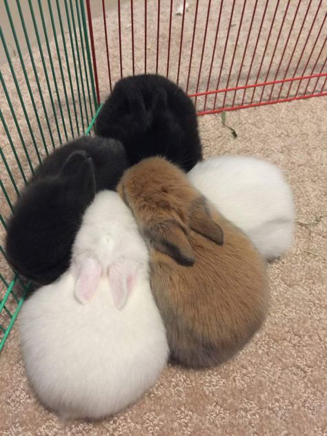 Bunnies In Love, 4 Bunnies, Two Bunnies, Bunny Room, Bunny Boy, Cutee Animals, Cute Bunny Pictures, Very Cute Dogs