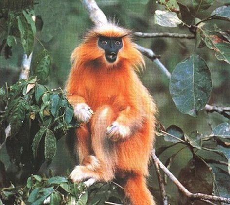 Primatologists have observed that the Gee’s golden langur (Trachypithecus geei), endemic to the semi-evergreen and mixed-deciduous forests straddling India and Bhutan, induce stillbirth of babies killed inside the womb of females, besides practising infanticide. Golden Langur Monkeys, Golden Langur, Different Types Of Monkeys, Monkey Species, Types Of Monkeys, Animals Monkey, Mike Tindall, Great Ape, Scientific Name