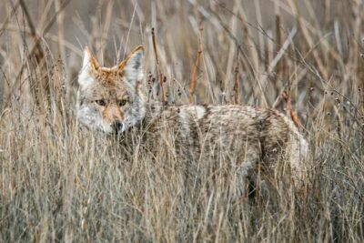 Find out what you need to know about starting your coyote hunting adventures with our complete guide! Coyote Hunting, Hunting Tips, Need To Know, Hunting