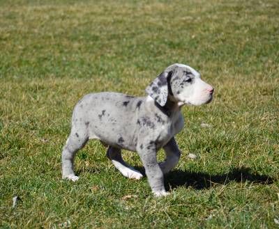 Vulpine Great Danes - Available Puppies Mantle Great Dane, Merle Great Danes, Great Dane Funny, Dane Puppies, Great Danes, Cutest Dog Ever, Great Dane Puppy, Cutest Dogs, Dog Exercise