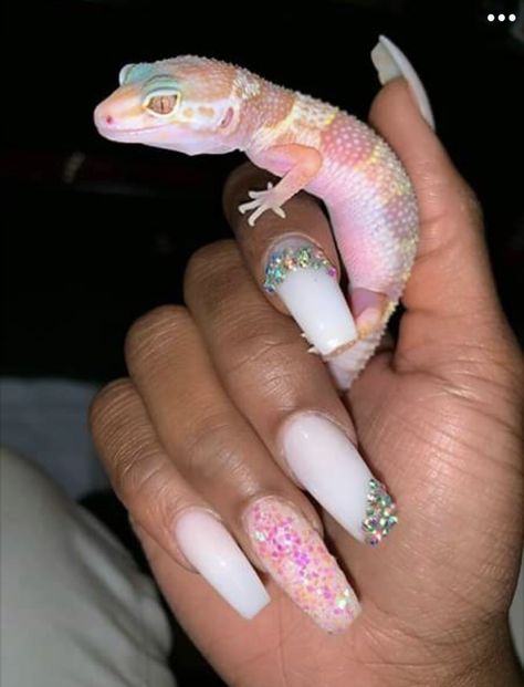 Leopard Gecko Cute, Nails Leopard, Cute Gecko, Pet Lizards, Cute Lizard, Pretty Snakes, Leopard Geckos, Cute Reptiles, Cute Snake