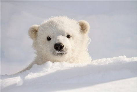 Kali, polar bear Baby Polar Bears, Bear Images, Cute Polar Bear, Animal Tracks, Bear Cub, Bear Cubs, Polar Bears, Cute Animal Pictures, Beautiful Animals