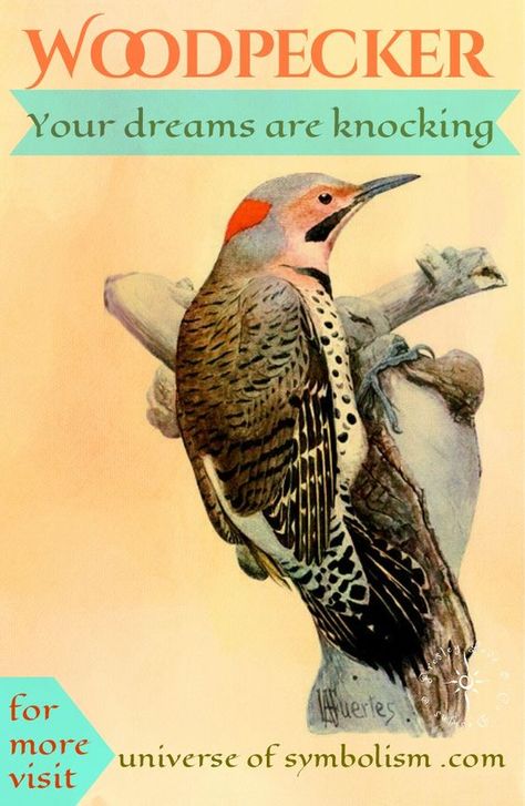 Woodpecker Spirit animal proclaims your dreams are knocking, are you ready to answer the call? Woodpecker Meaning, Woodpecker Spiritual Meaning, Woodpecker Symbolism, Woodpecker Totem, Shaman Magic, Symbolic Animals, Native Spirituality, Animal Totem Spirit Guides, Symbolism Meaning